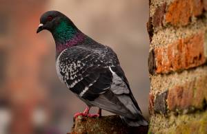 Régis GUEGUEN - Réphoto