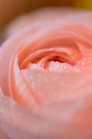 Elisabeth LAVALL - LAVALL ELISABETH